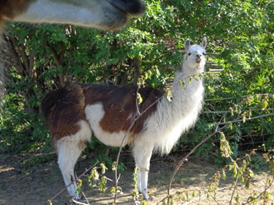 Bild von Robin (2) (bereits verstorben)