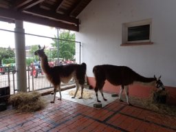 BAuernmarkt in Schaauernheim, vergangene Jahre
